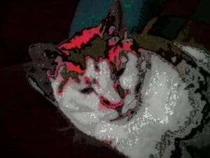 A sample glitch camera image taken of a cat named Uncle Dwayne